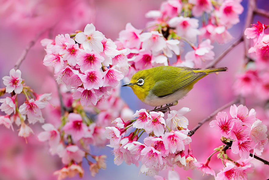 21 Of The Most Beautiful Japanese Cherry Blossom Photos Of 2014 21 Of The Most Beautiful Japanese Cherry Blossom Photos Of 2014