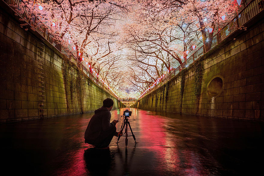 21 Of The Most Beautiful Japanese Cherry Blossom Photos Of 2014 21 Of The Most Beautiful Japanese Cherry Blossom Photos Of 2014
