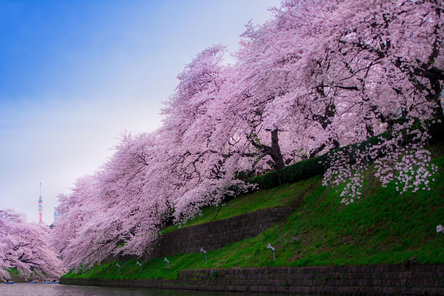 21 Of The Most Beautiful Japanese Cherry Blossom Photos Of 2014 21 Of The Most Beautiful Japanese Cherry Blossom Photos Of 2014