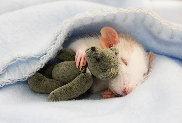 cute-animals-sleeping-stuffed-toys-1 cute-animals-sleeping-stuffed-toys-1
