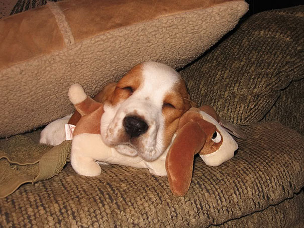 cute-animals-sleeping-stuffed-toys-12 cute-animals-sleeping-stuffed-toys-12