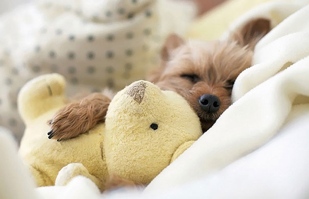cute-animals-sleeping-stuffed-toys-14 cute-animals-sleeping-stuffed-toys-14