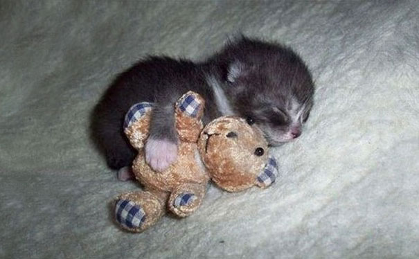 cute-animals-sleeping-stuffed-toys-22 cute-animals-sleeping-stuffed-toys-22