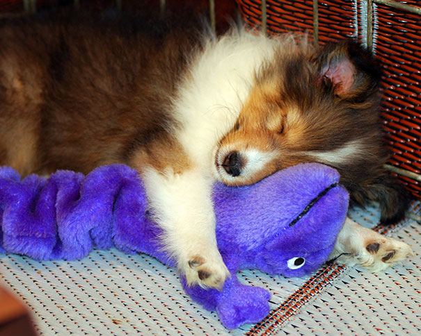 cute-animals-sleeping-stuffed-toys-3 cute-animals-sleeping-stuffed-toys-3