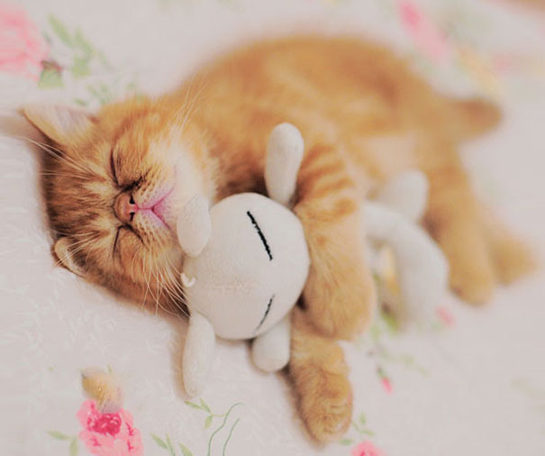 cute-animals-sleeping-stuffed-toys-4 cute-animals-sleeping-stuffed-toys-4