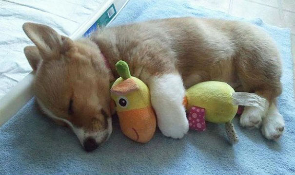 cute-animals-sleeping-stuffed-toys-41 cute-animals-sleeping-stuffed-toys-41