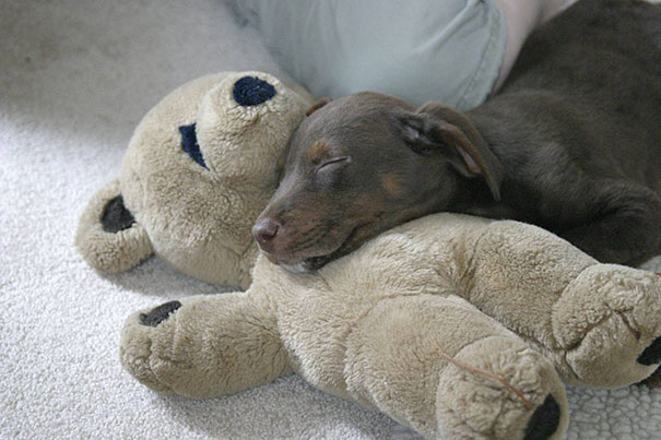 cute-animals-sleeping-stuffed-toys-8 cute-animals-sleeping-stuffed-toys-8