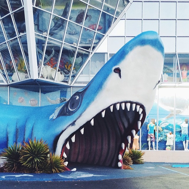 find-momo-andrew-knapp-2-2 find-momo-andrew-knapp-2-2