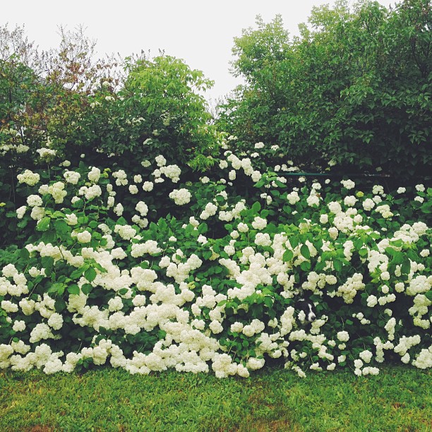 find-momo-andrew-knapp-25 find-momo-andrew-knapp-25