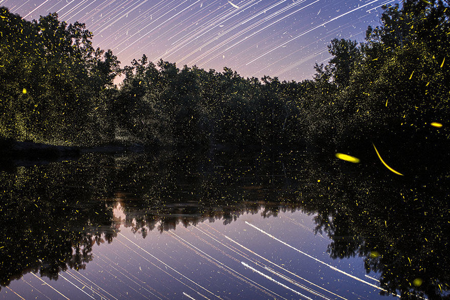 fireflies-time-lapse-photography-vincent-brady-1 fireflies-time-lapse-photography-vincent-brady-1
