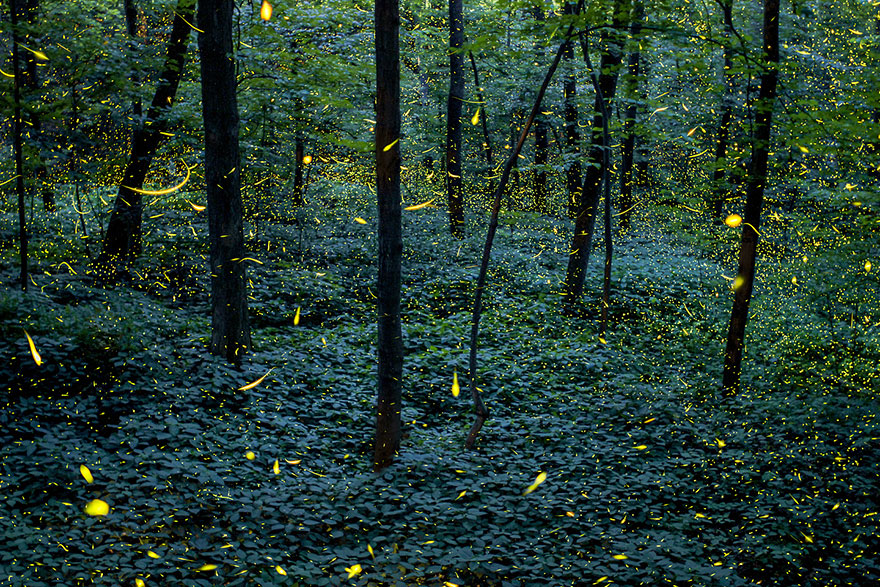 fireflies-time-lapse-photography-vincent-brady-10 fireflies-time-lapse-photography-vincent-brady-10