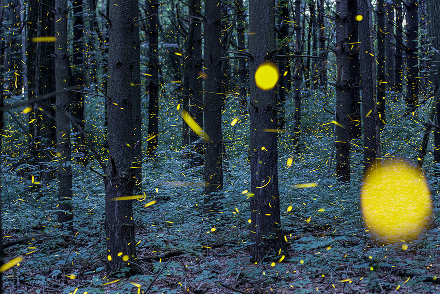 fireflies-time-lapse-photography-vincent-brady-11 fireflies-time-lapse-photography-vincent-brady-11