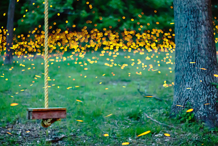fireflies-time-lapse-photography-vincent-brady-12 fireflies-time-lapse-photography-vincent-brady-12
