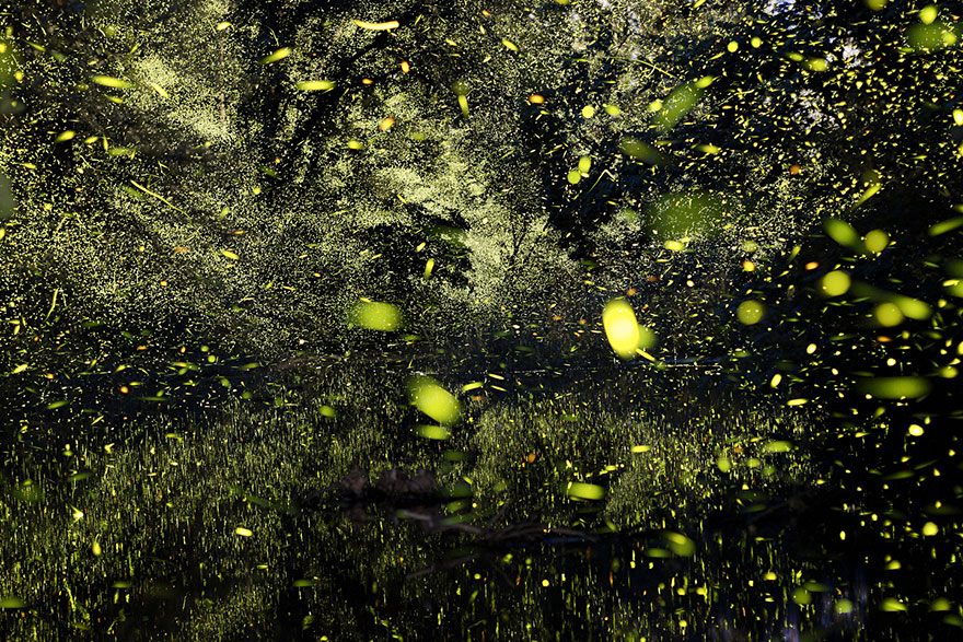 fireflies-time-lapse-photography-vincent-brady-2 fireflies-time-lapse-photography-vincent-brady-2