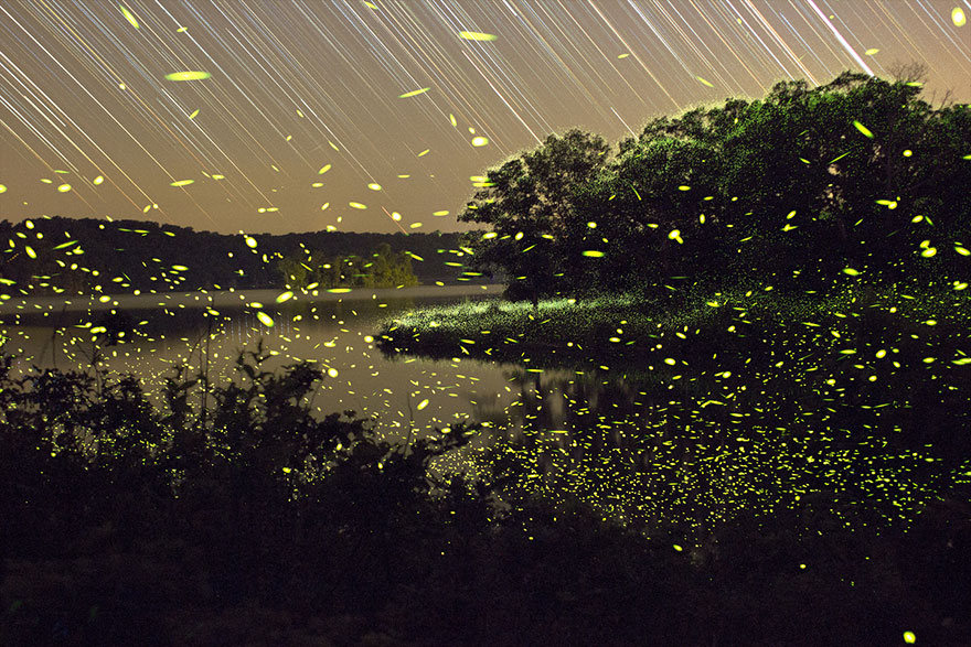 fireflies-time-lapse-photography-vincent-brady-4 fireflies-time-lapse-photography-vincent-brady-4