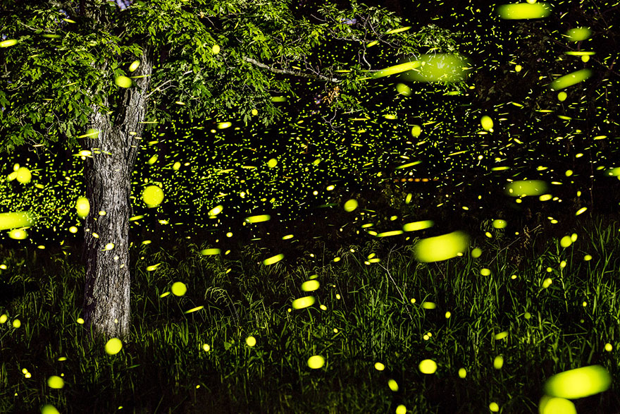 fireflies-time-lapse-photography-vincent-brady-5 fireflies-time-lapse-photography-vincent-brady-5
