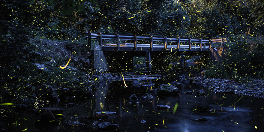 fireflies-time-lapse-photography-vincent-brady-8 fireflies-time-lapse-photography-vincent-brady-8