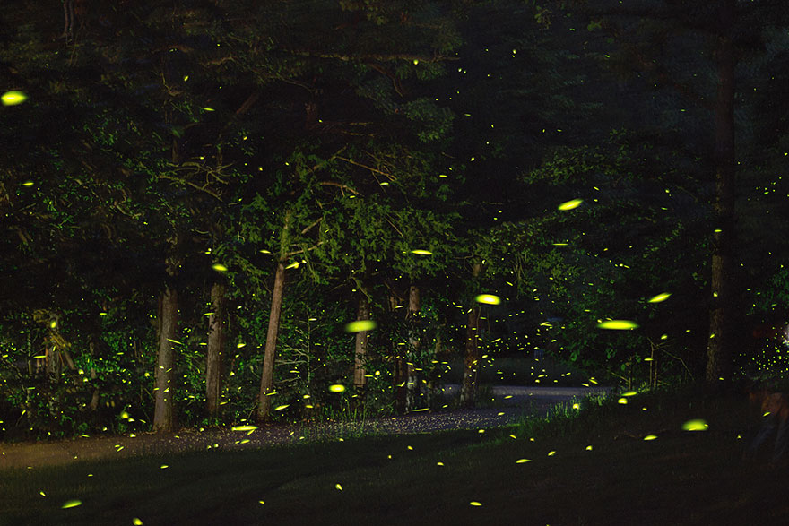 fireflies-time-lapse-photography-vincent-brady-9 fireflies-time-lapse-photography-vincent-brady-9