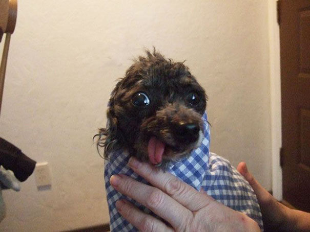 funny-derpy-animals-27 funny-derpy-animals-27