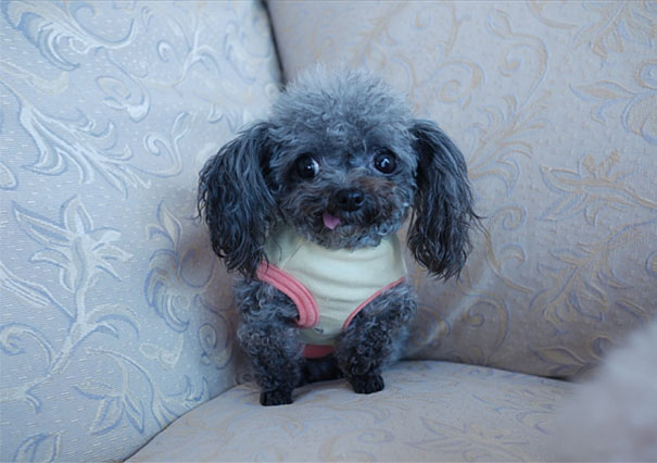 funny-derpy-animals-5 funny-derpy-animals-5