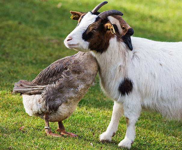 29 Happy Animal Facts That Will Make You Smile 29 Happy Animal Facts That Will Make You Smile