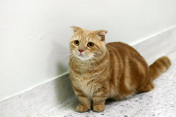 happy-animal-facts-32 happy-animal-facts-32