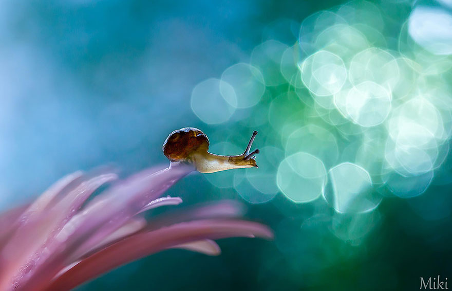 macro-photography-miki-asai-1 macro-photography-miki-asai-1