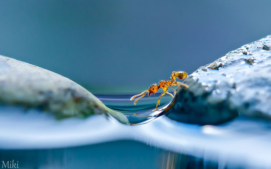 macro-photography-miki-asai-12 macro-photography-miki-asai-12