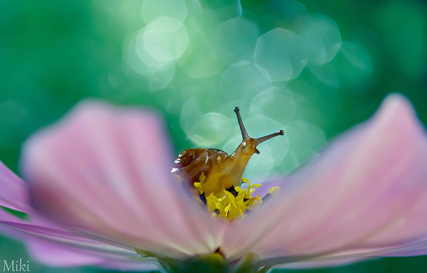 macro-photography-miki-asai-15 macro-photography-miki-asai-15