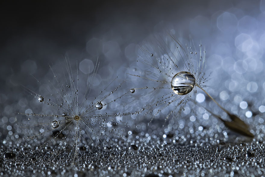 macro-photography-miki-asai-17 macro-photography-miki-asai-17