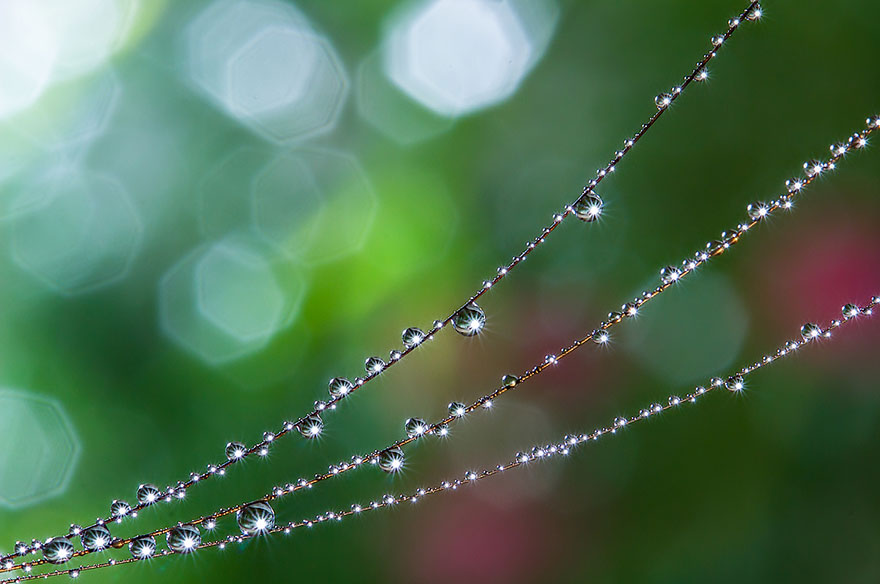 macro-photography-miki-asai-19 macro-photography-miki-asai-19
