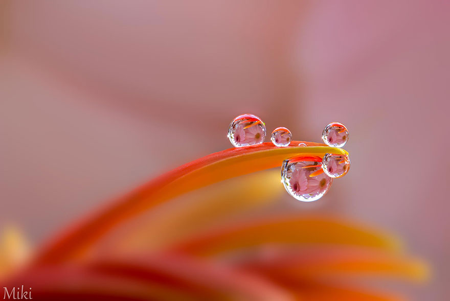 macro-photography-miki-asai-20 macro-photography-miki-asai-20