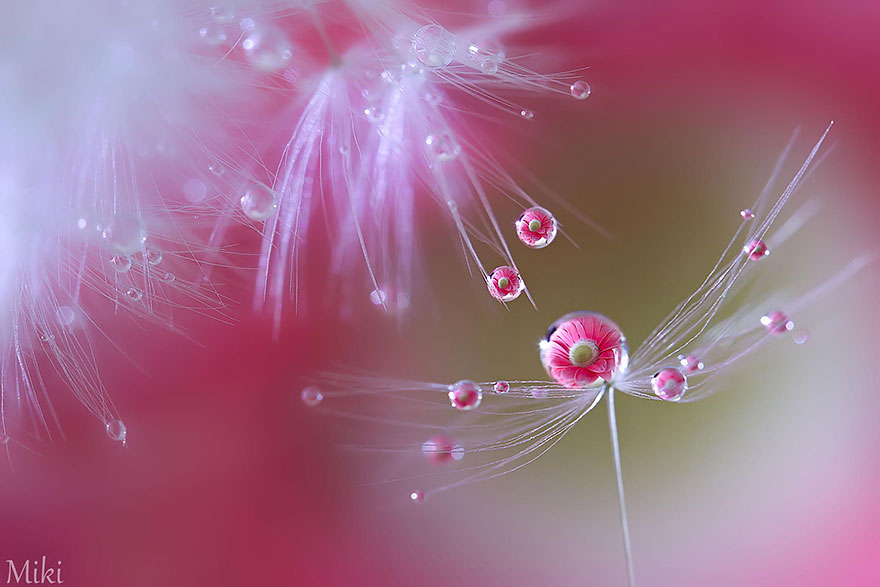 macro-photography-miki-asai-22 macro-photography-miki-asai-22