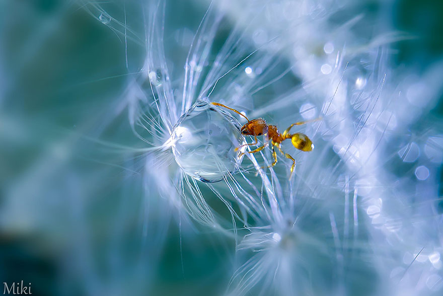 macro-photography-miki-asai-3 macro-photography-miki-asai-3