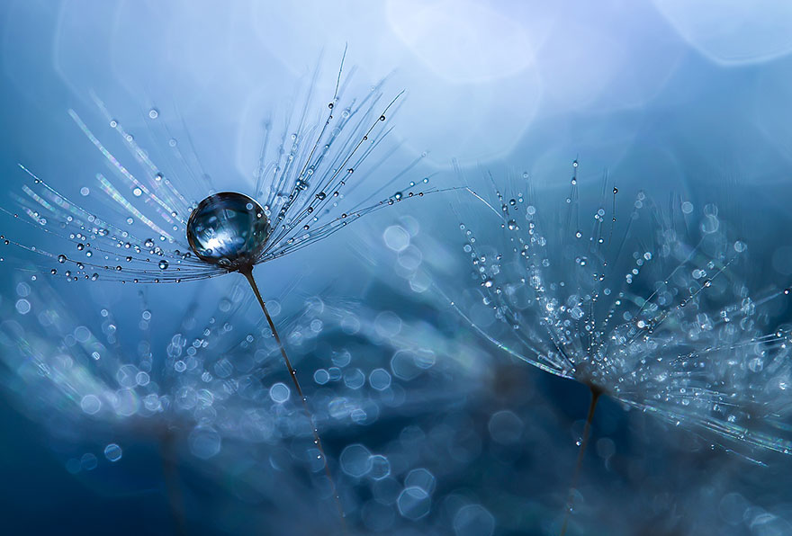 macro-photography-miki-asai-6 macro-photography-miki-asai-6