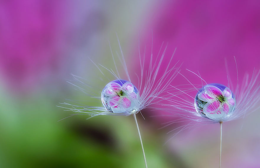 macro-photography-miki-asai-7 macro-photography-miki-asai-7