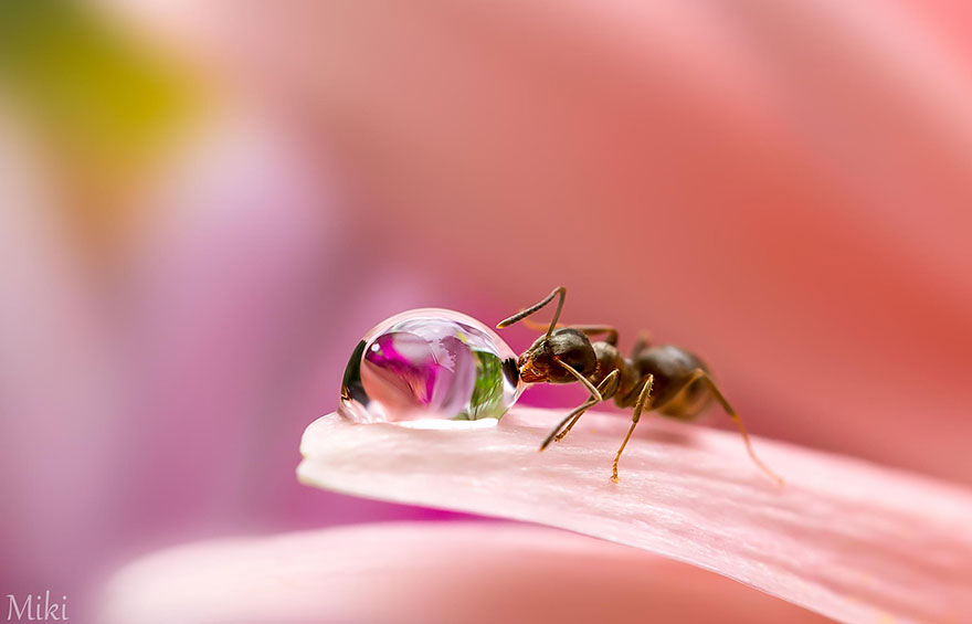 macro-photography-miki-asai-8 macro-photography-miki-asai-8