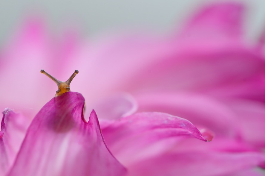 macro-photography-vyacheslav-mishchenko-61 macro-photography-vyacheslav-mishchenko-61