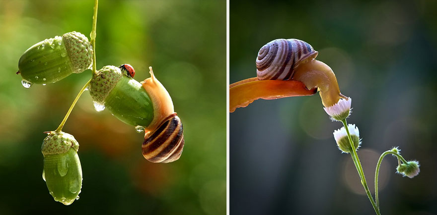 macro-photography-vyacheslav-mishchenko-66 macro-photography-vyacheslav-mishchenko-66