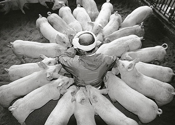 otchan-cute-pig-farmer-toshiteru-yamaji-2 otchan-cute-pig-farmer-toshiteru-yamaji-2