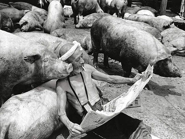 otchan-cute-pig-farmer-toshiteru-yamaji-7 otchan-cute-pig-farmer-toshiteru-yamaji-7