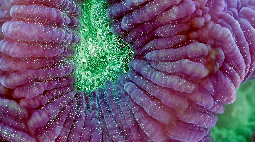 slow-life-acquatic-macro-photography-timelapse-daniel-stoupin-4