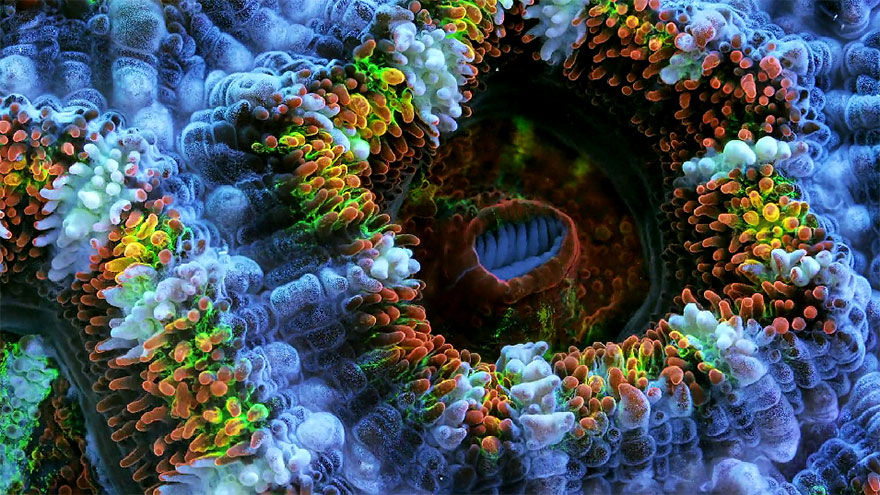 slow-life-acquatic-macro-photography-timelapse-daniel-stoupin-5 slow-life-acquatic-macro-photography-timelapse-daniel-stoupin-5