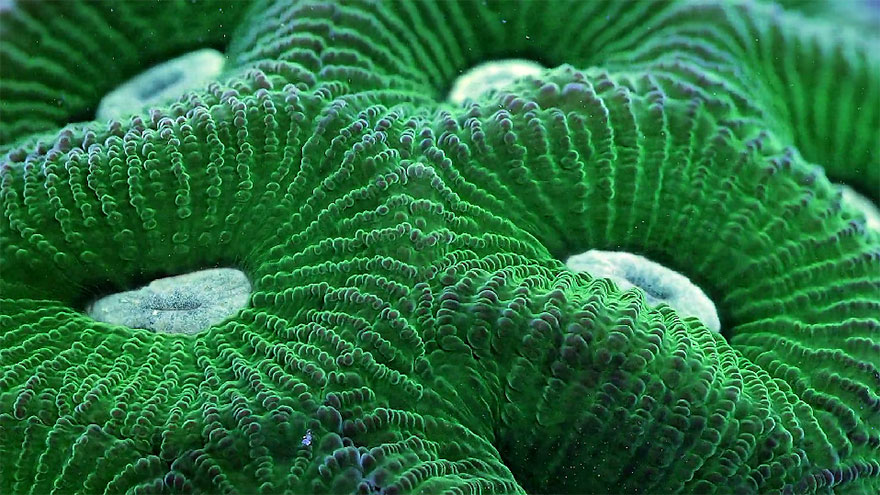 slow-life-acquatic-macro-photography-timelapse-daniel-stoupin-6 slow-life-acquatic-macro-photography-timelapse-daniel-stoupin-6