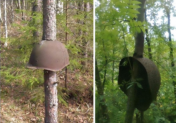ww2-weapons-helmets-stuck-in-trees-1 ww2-weapons-helmets-stuck-in-trees-1