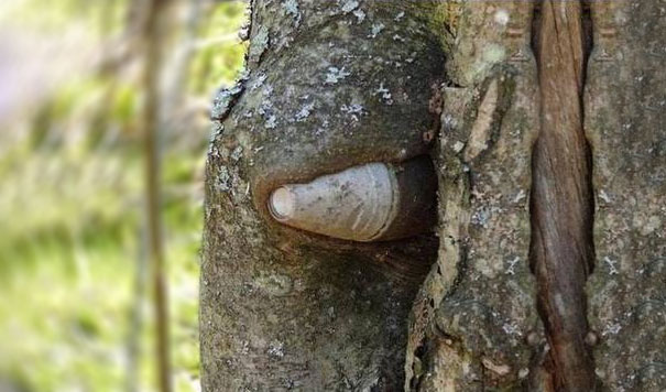 ww2-weapons-helmets-stuck-in-trees-7 ww2-weapons-helmets-stuck-in-trees-7