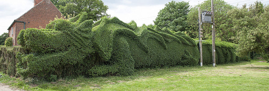 dragon-shaped-hedge-topiary-john-brooker-4 dragon-shaped-hedge-topiary-john-brooker-4