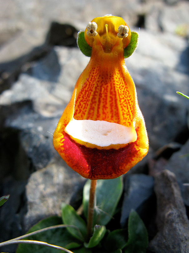 flowers-look-like-animals-people-monkeys-orchids-pareidolia-1 flowers-look-like-animals-people-monkeys-orchids-pareidolia-1