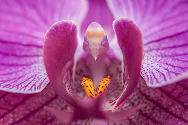 flowers-look-like-animals-people-monkeys-orchids-pareidolia-10