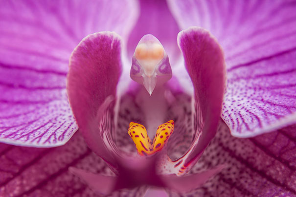flowers-look-like-animals-people-monkeys-orchids-pareidolia-10 flowers-look-like-animals-people-monkeys-orchids-pareidolia-10